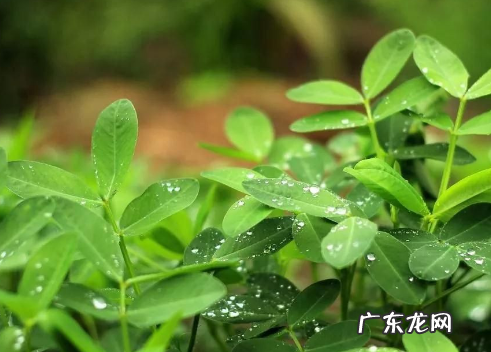 花生根茎有什么作用,花生的主茎有什么特点
