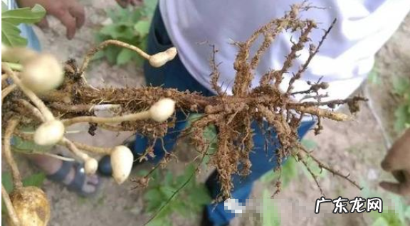 花生根茎有什么作用,花生的主茎有什么特点