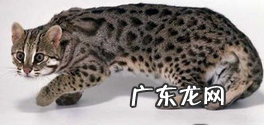 白面狸是几级保护动物,白面狸是几级保护动物