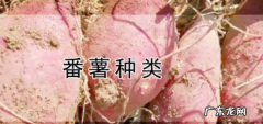 地瓜品种介绍,红薯的种类有几种