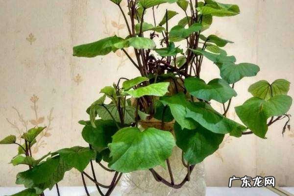 地瓜品种介绍,红薯的种类有几种