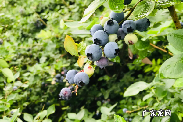 蓝莓树几年结果,蓝莓树几年结果