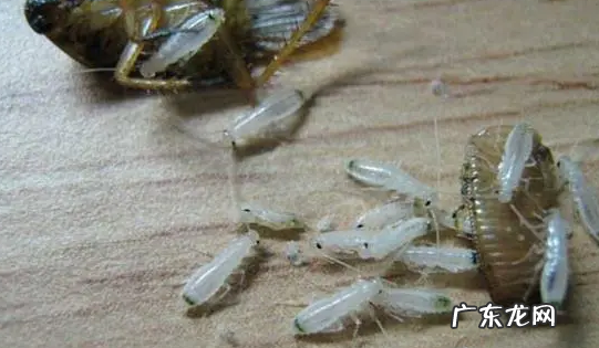 蟑螂什么时候冬眠,蟑螂冬天会冬眠