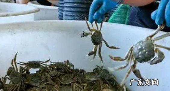 螃蟹离开水最多能活几天,螃蟹没水能活多久会死