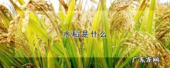 稻子是什么米,水稻是什么植物