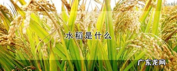 稻子是什么米,水稻是什么植物
