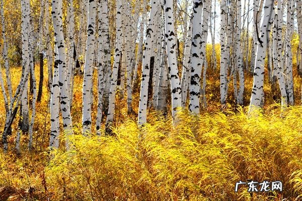 白桦林在哪个地方,北京白桦林在哪个地方