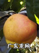 冻黄桃是生的还是熟的,怎么把鲜黄桃做成冻黄桃好吃