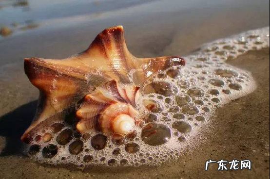 海螺有几种颜色的,海螺是什么颜色