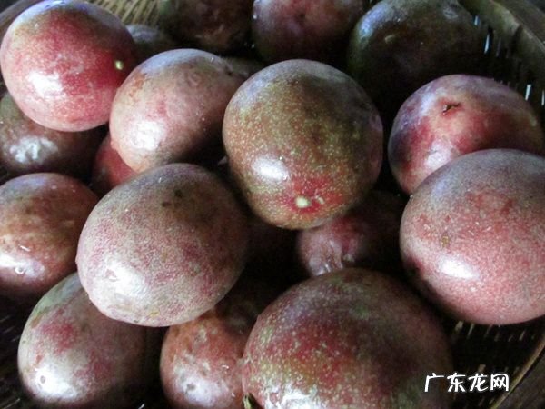 百香果的籽可以直接吞,奶茶里百香果的籽吞还是嚼碎