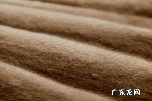 貂和水貂有什么区别,水貂和貂皮的区别是什么