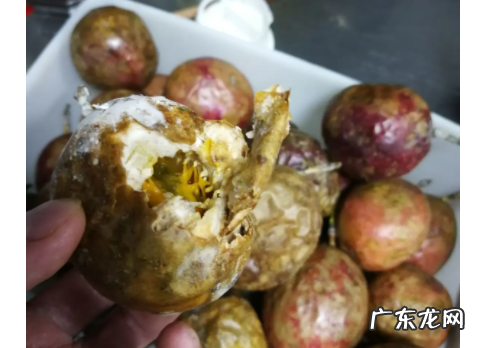 百香果发霉了还能吃,百香果表面发霉了里面是好的能吃