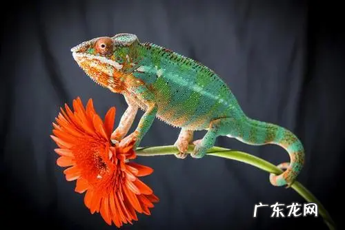 变色龙变色原理,变色龙变色的原理是什么