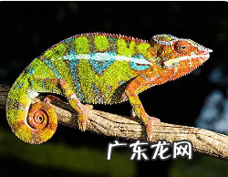 变色龙变色原理,变色龙变色的原理是什么