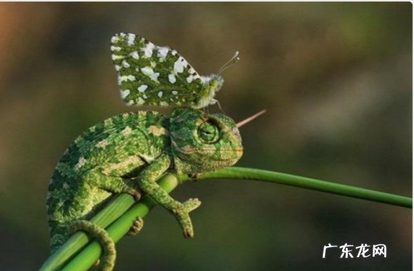 变色龙变色原理,变色龙变色的原理是什么