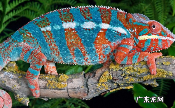 变色龙变色原理,变色龙变色的原理是什么