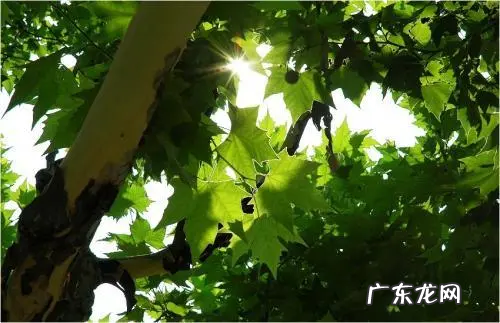 关于法国梧桐的句子,关于梧桐树的唯美句子秋天