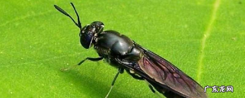 黑水虻种类 黑水虻的特点