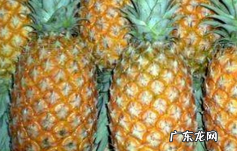 海南菠萝几月份成熟,海南菠萝蜜成熟季节是几月