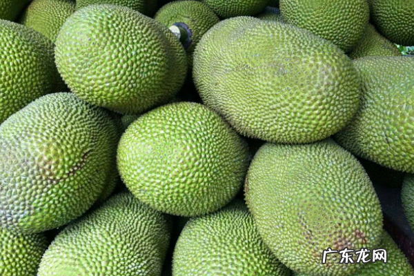 海南菠萝几月份成熟,海南菠萝蜜成熟季节是几月