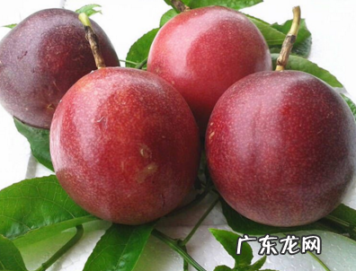 百香果是什么果哪产的,百香果是什么水果