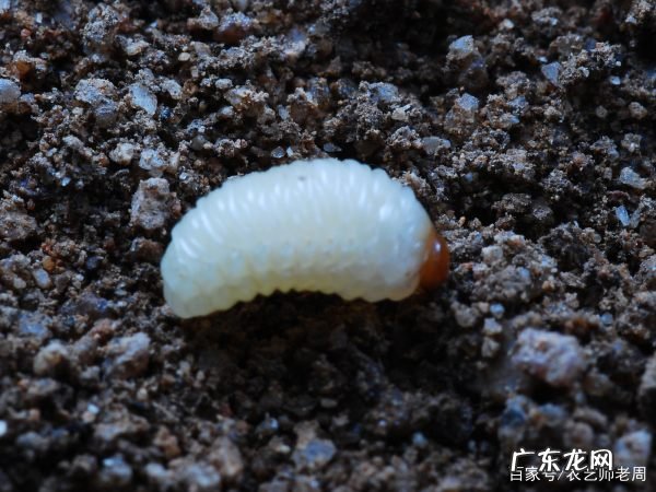 栗子生虫子还能吃,板栗发芽了煮熟还能吃