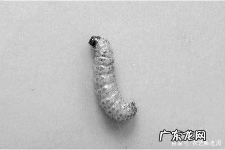 栗子生虫子还能吃,板栗发芽了煮熟还能吃