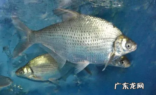 扁扁的大片鱼是什么鱼,扁扁的鱼叫什么鱼尾巴长长的