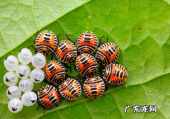鳄鱼和骆驼是一类吗,骑马鳄鱼兔子骆驼哪个不同类