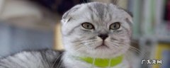 苏格兰折耳猫的特点 苏格兰折耳猫的缺点
