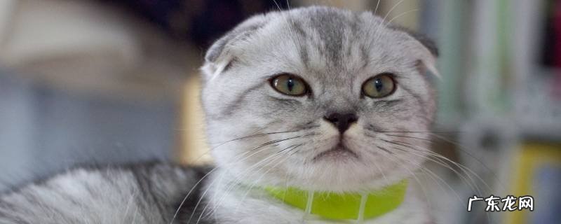 苏格兰折耳猫的特点 苏格兰折耳猫的缺点