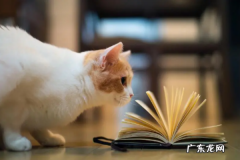 猫薄荷的作用 这一点出乎意料,猫薄荷对猫有什么作用怎么用