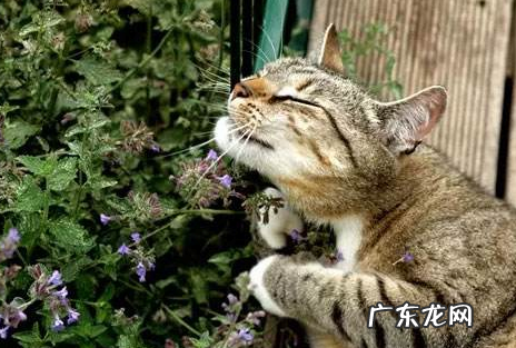 猫薄荷的作用 这一点出乎意料,猫薄荷对猫有什么作用怎么用