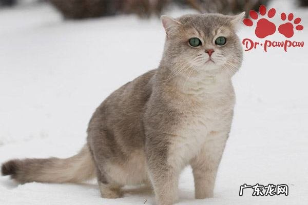 猫薄荷的作用 这一点出乎意料,猫薄荷对猫有什么作用怎么用