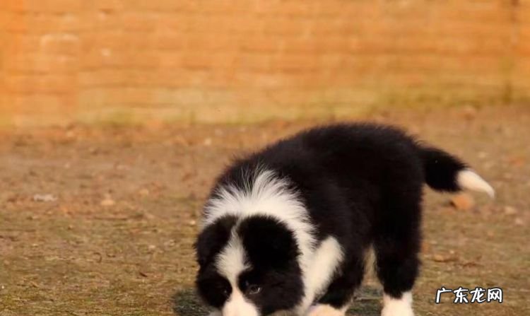 七通三白边牧是啥意思,边牧七白三通的标准