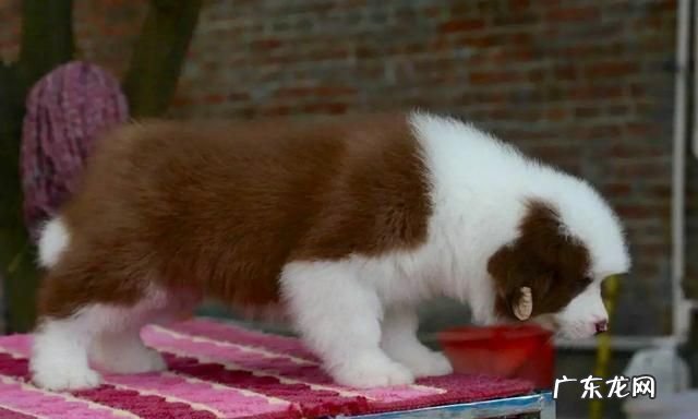 七通三白边牧是啥意思,边牧七白三通的标准