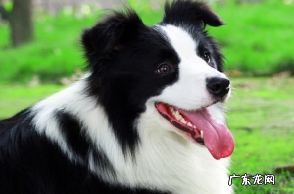 七通三白边牧是啥意思,边牧七白三通的标准