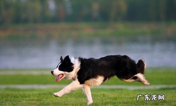 七通三白边牧是啥意思,边牧七白三通的标准
