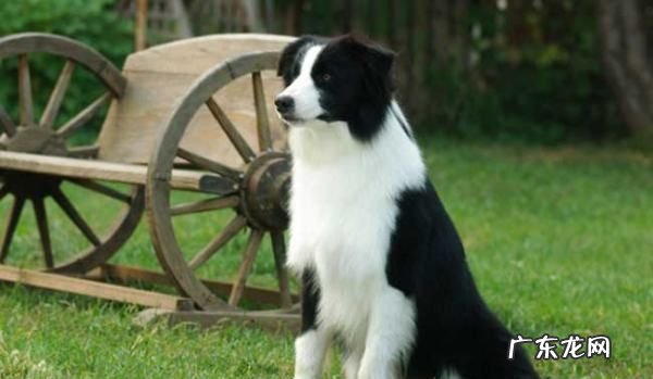 七通三白边牧是啥意思,边牧七白三通的标准