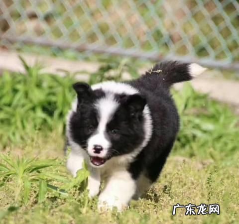 七通三白边牧是啥意思,边牧七白三通的标准