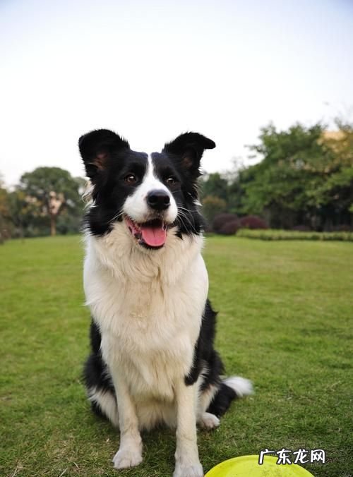 七通三白边牧是啥意思,边牧七白三通的标准