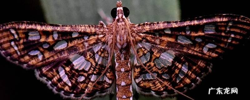 蛾子的特点 蛾子的特点是什么