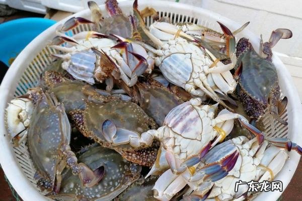 梭子蟹冻死了还能吃,梭子蟹冻死了还能吃