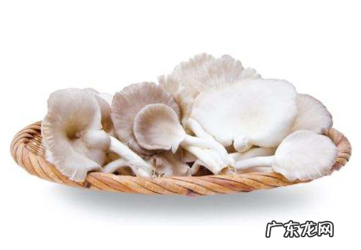 平菇长白毛了还能吃,平菇在冰箱里长了白毛还能吃百度百科