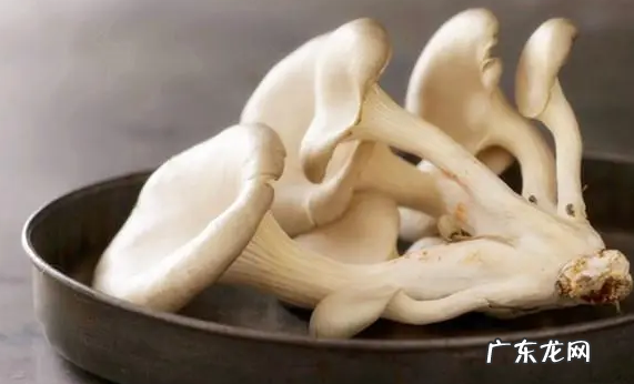 平菇长白毛了还能吃,平菇在冰箱里长了白毛还能吃百度百科