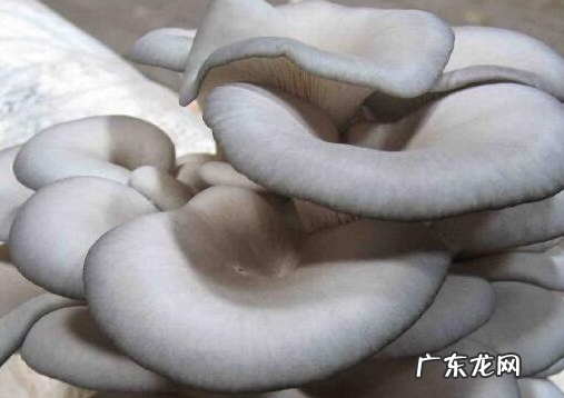 平菇长白毛了还能吃,平菇在冰箱里长了白毛还能吃百度百科