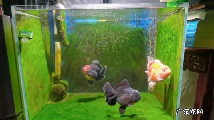 60乘40缸养几只泰狮,40×30的鱼缸能养几条泰狮