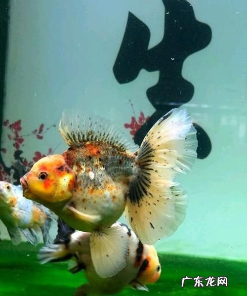 60乘40缸养几只泰狮,40×30的鱼缸能养几条泰狮