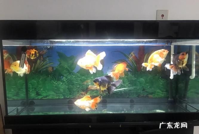 60乘40缸养几只泰狮,40×30的鱼缸能养几条泰狮