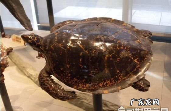 玳瑁什么颜色是上品,玳瑁手串多大的算是精品的